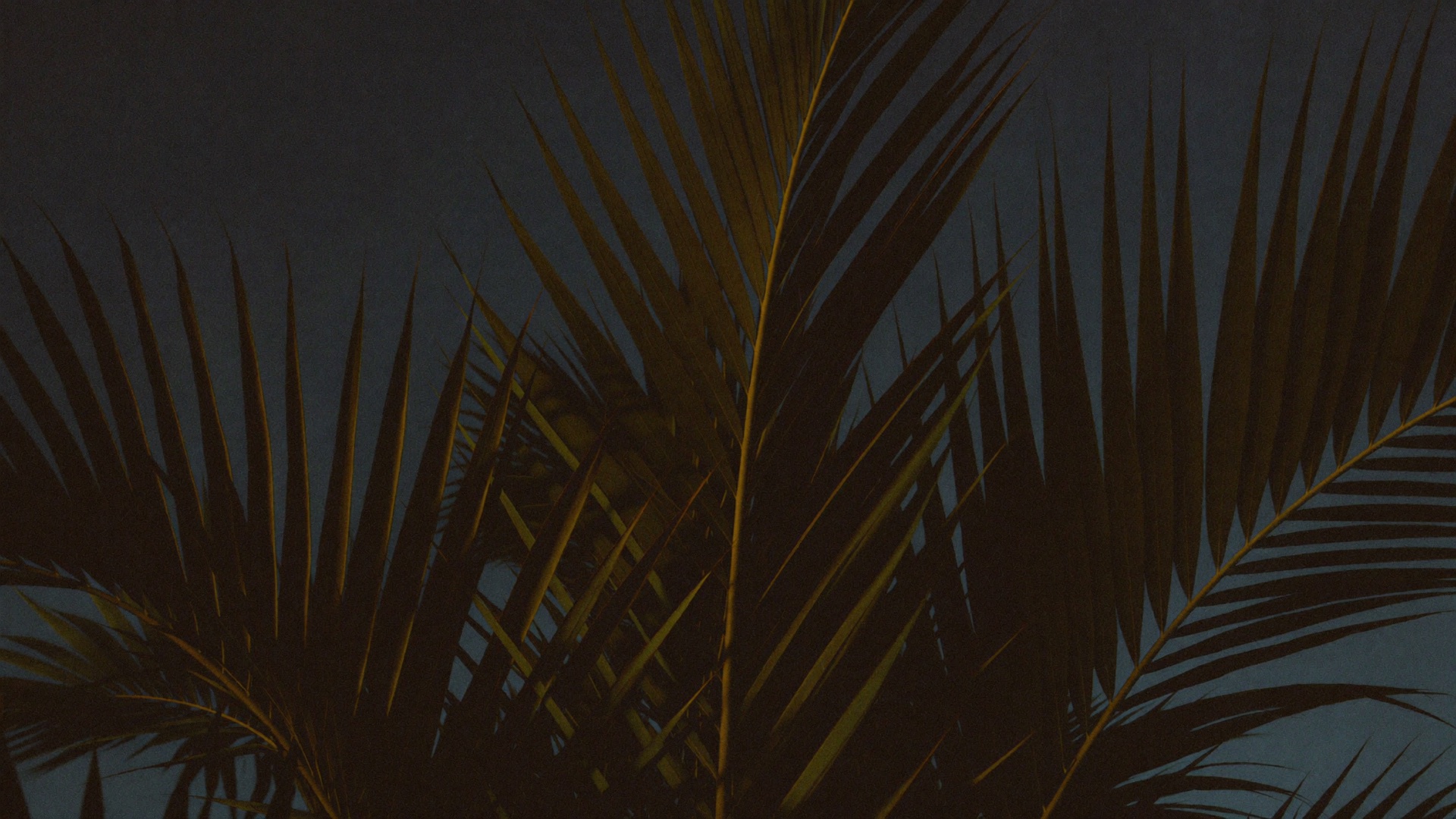 Palm fronds catching the last warm light against a dusk sky